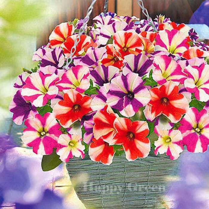 Best Seller!!! Bibit / Benih / Seeds Petunia Star Mixed Flower Unik Murah Minimalis