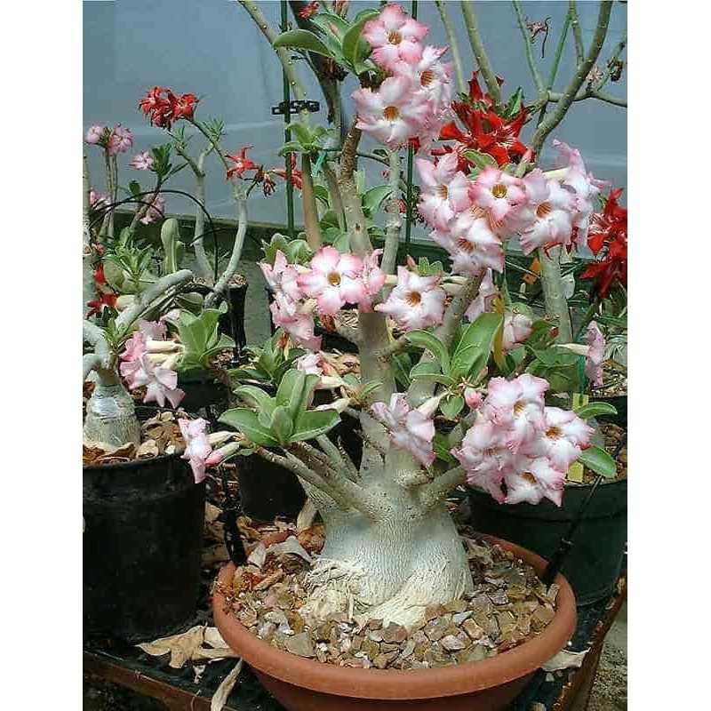 Best Seller!!! Bibit / Benih / Seeds Adenium Arabicum Cocok untuk Daerah Panas Unik Murah Minimalis