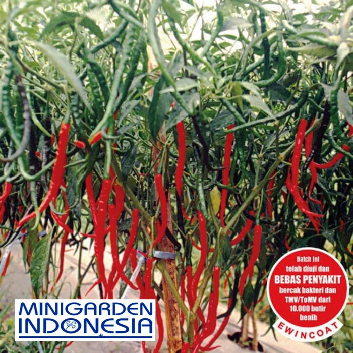 20 Benih Cabai Keriting Lado F1 bibit tanaman sayur sayuran cabe kriting