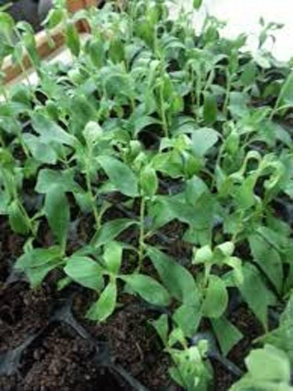 Bibit Stevia