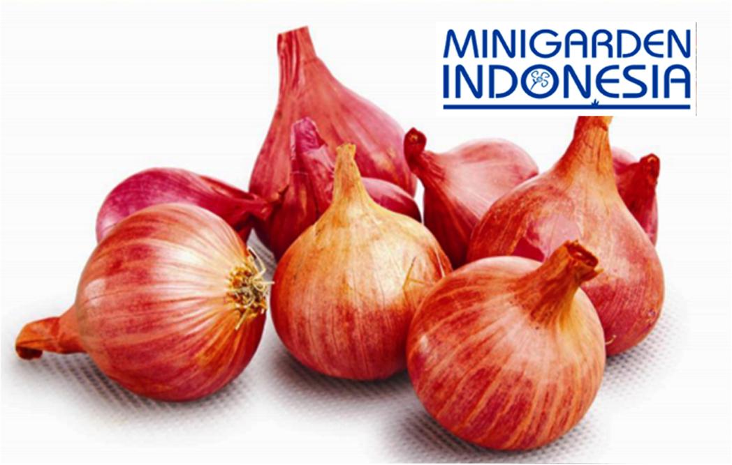 50 Benih Bawang Merah TUKTUK F1 Bibit Tanaman Sayuran