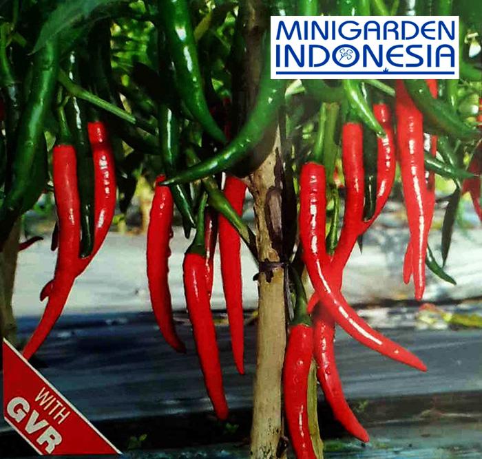 20 Benih Cabai Besar Baja F1 bibit tanaman sayur sayuran cabe hijau / merah