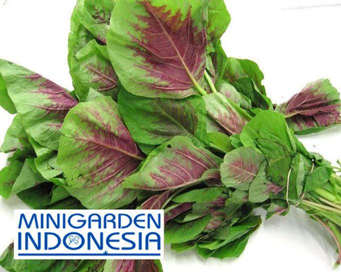 500 Benih Bayam belang navi red Bibit Tanaman Sayuran HIdroponik