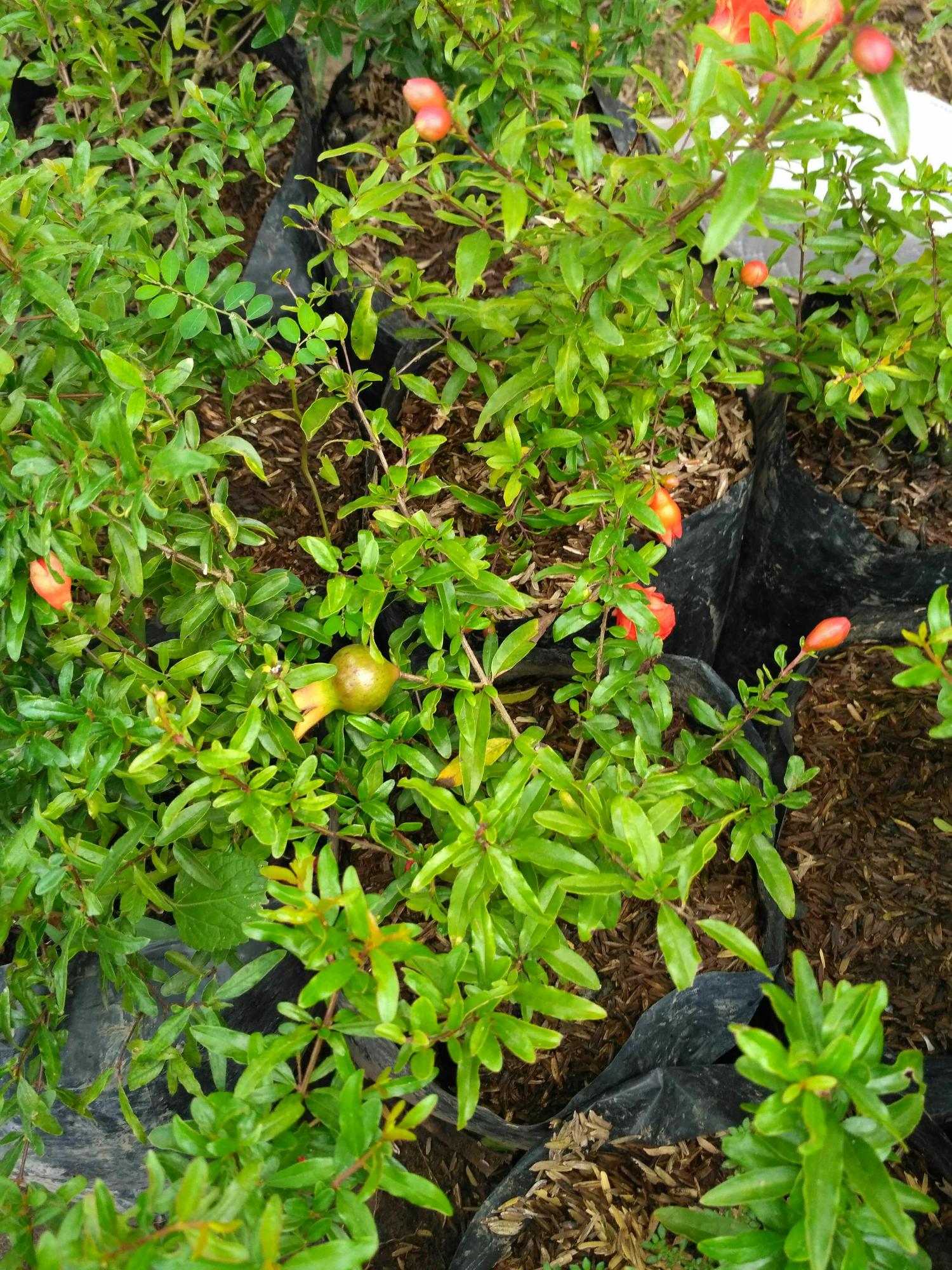 Bibit Tanaman Buah Delima Merah Berbuah