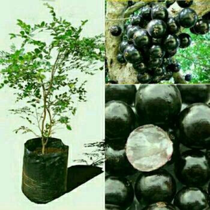 Bibit Anggur Brazil