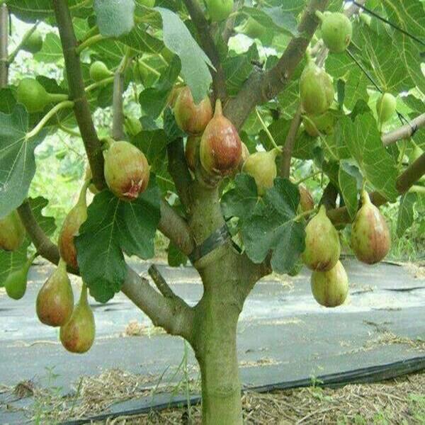 Bibit Tin Green Yordania