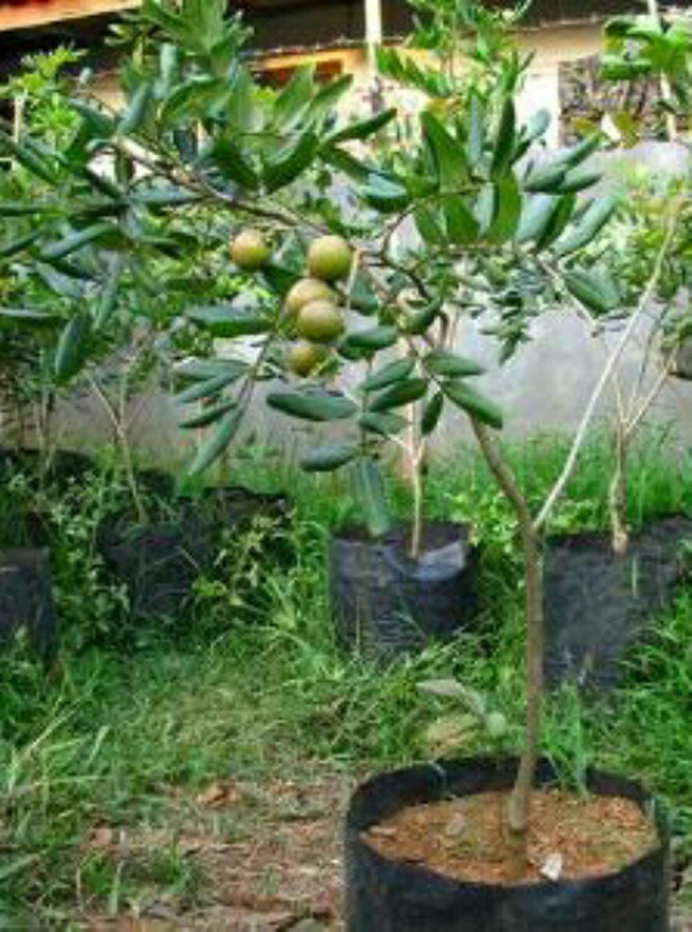 Bibit Kelengkeng Aroma Durian