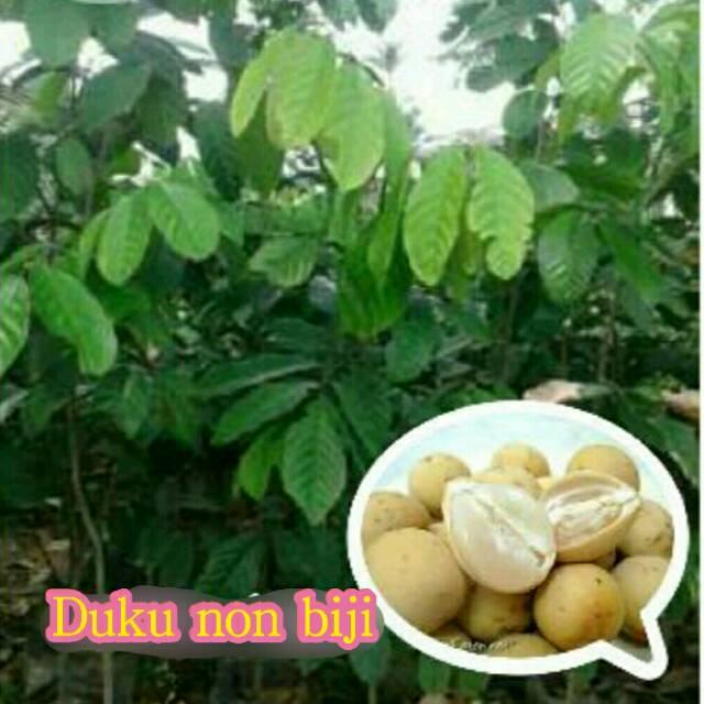 BIBIT BUAH DUKU NON BIJI ASLI UNGGUL
