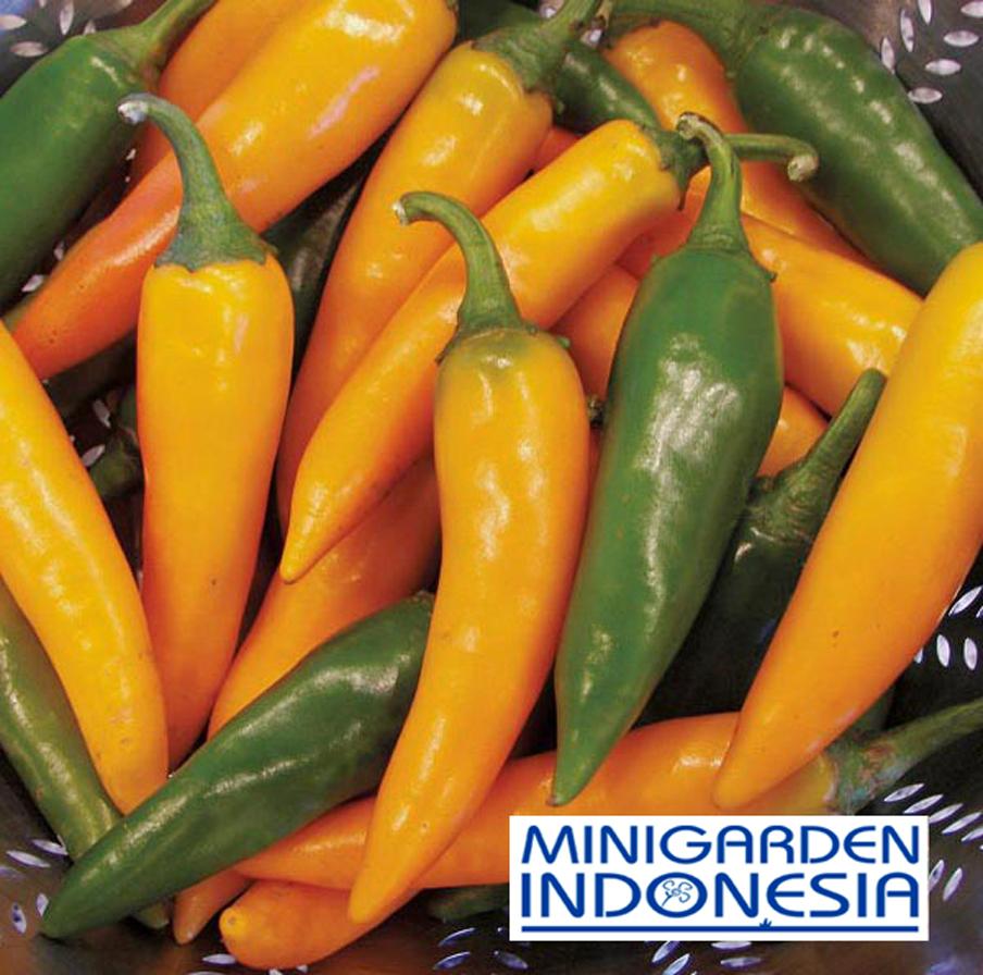 Benih Cabai rawit ( Pedas ) Bulgarian Carrot F1 FOTHERGILLS Bibit Tanaman sayur sayuran cabe