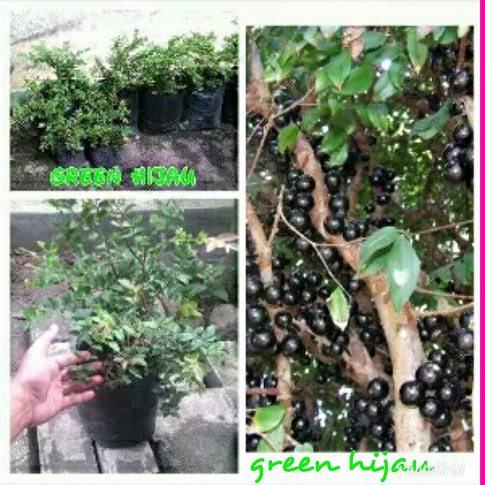 Bibit anggur brazil
