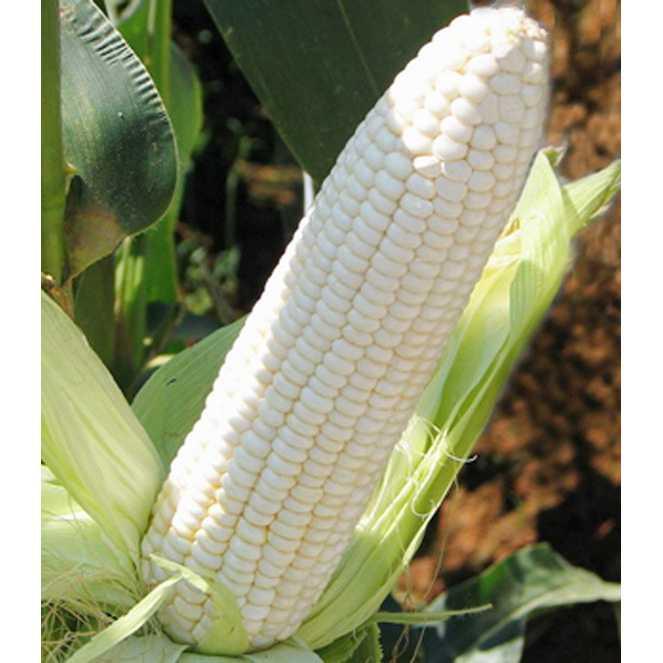 Best Seller!!! Bibit /Benih /Seed White Corn Jagung Putih Baik Untuk Kesehatan Unik Murah Minimalis