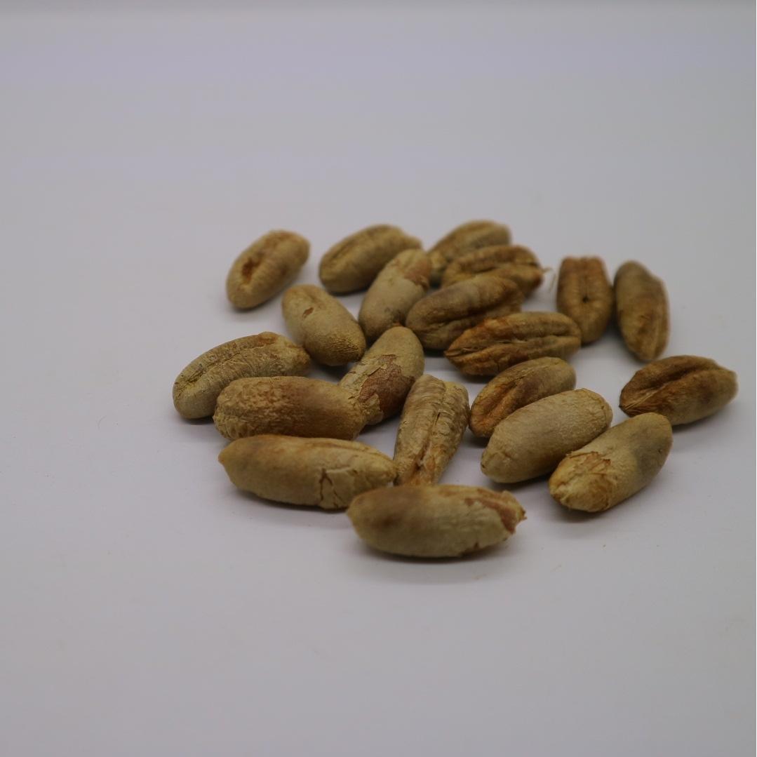Benih Biji Bibit Kurma Tropis Hibrida Tropical Hybrid Thailand KL-1