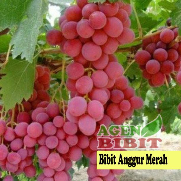 Bibit Anggur Merah - Pohon Anggur Merah - Merah Red Prince