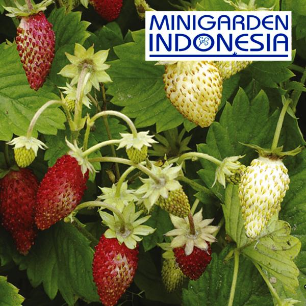 10 Benih buah Strawberry (Alpine) Red & White F1 Mr. Fothergills Bibit tanaman