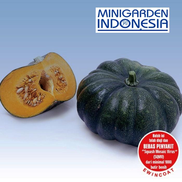 5 Benih Labu Waluh Suprema F1 ( 3,5-4 KG / Buah ) bibit tanaman sayur / buah waloh