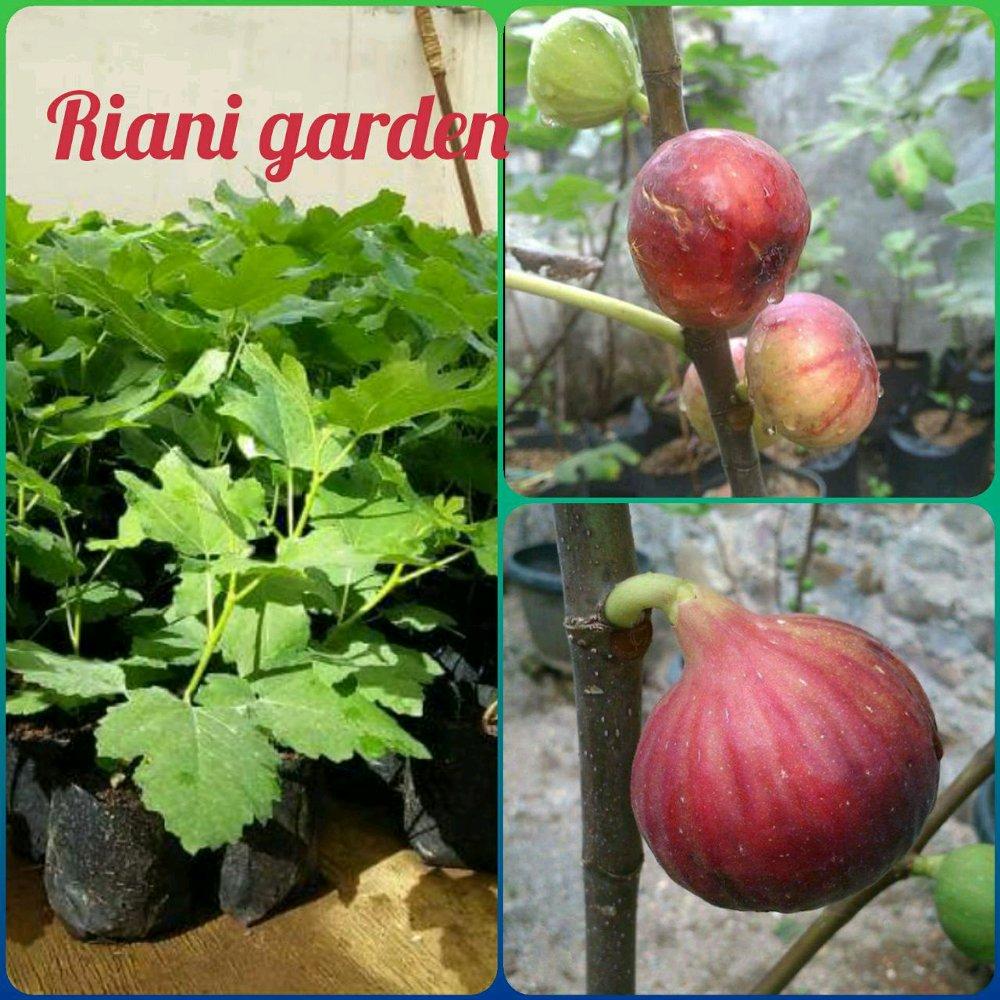 BIBIT BUAH TIN MERAH