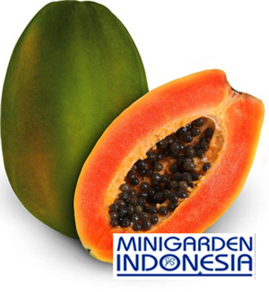 2 benih pepaya hawai F1 unggul Bibit Tanaman Buah