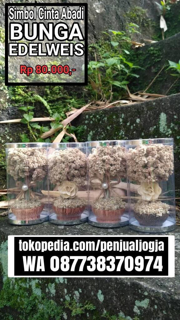 edelweis natural batok (bunga tengah)