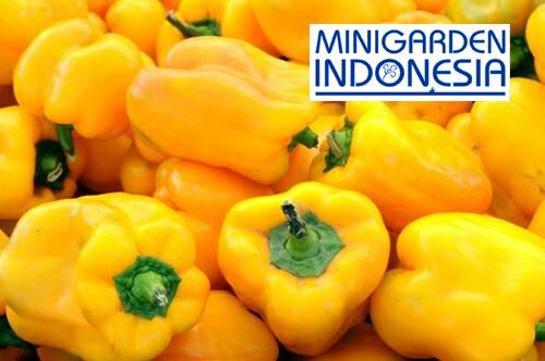 5 benih Paprika kuning Polaris F1 bibit tanaman sayur sayuran cabe cabai bisa hidroponik