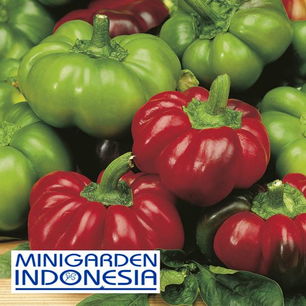 2 Benih paprika (Sweet) Topepo Rosso F1 Mr. Fothergills Bibit tanaman Sayuran cabai cabe