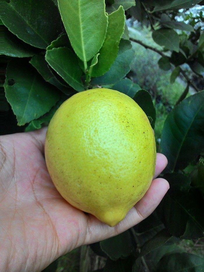 Bibit lemon impor unggul