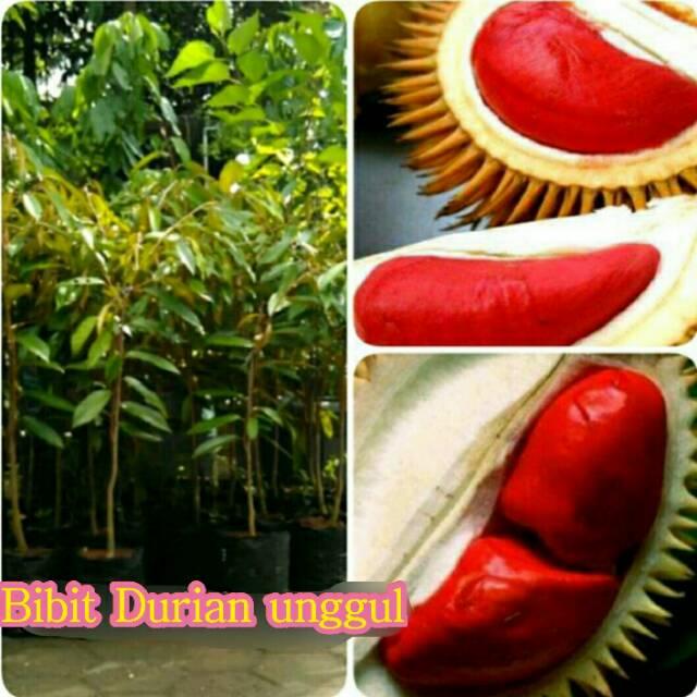 BIBIT BUAH DURIAN MONTONG MERAH SUPER UNGGUL