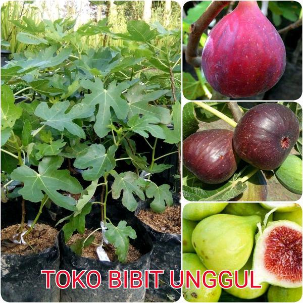 BIBIT 3 JENIS BUAH TIN MERAH . UNGU .HIJAU