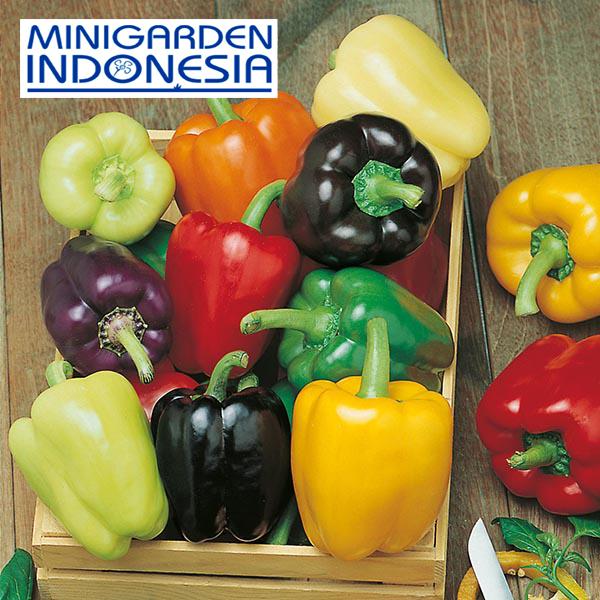 2 Benih paprika rainbow (Sweet) Colour Spectrum F1 Mr. Fothergills Bibit tanaman Sayuran cabai cabe