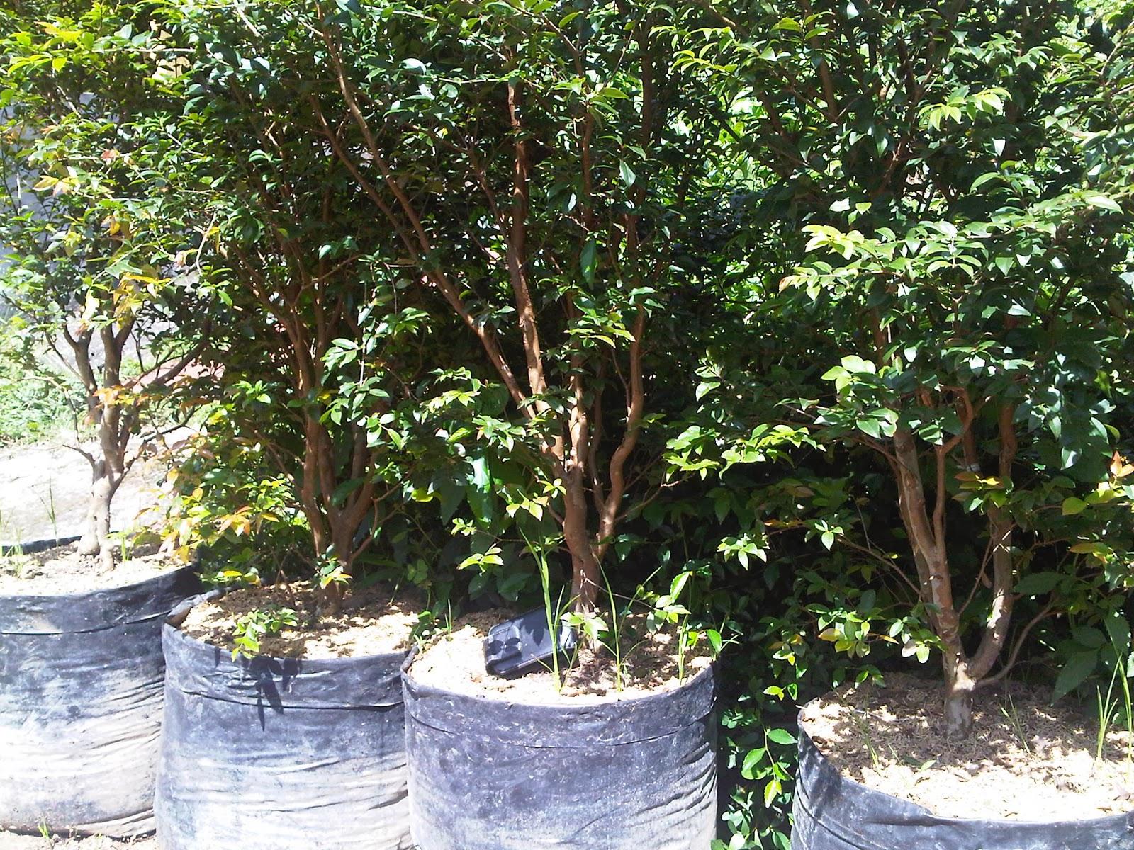Bibit Tanaman Anggur