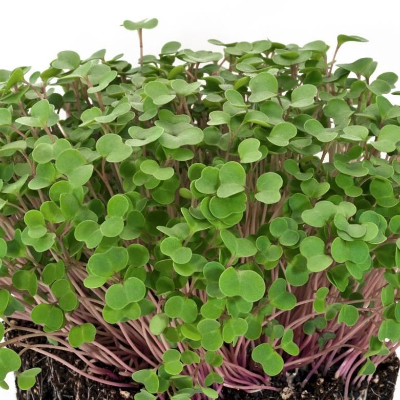 Jirifarm Bibit Microgreens kale red Kemasan 20 Butir