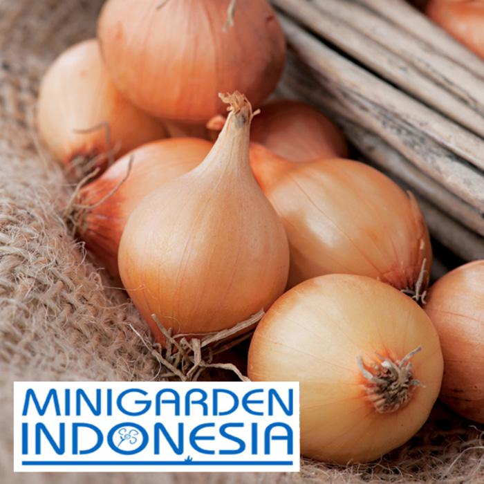 5 benih BAWANG ONION Vento F1 FOTHERGILLS bibit tanaman sayuran