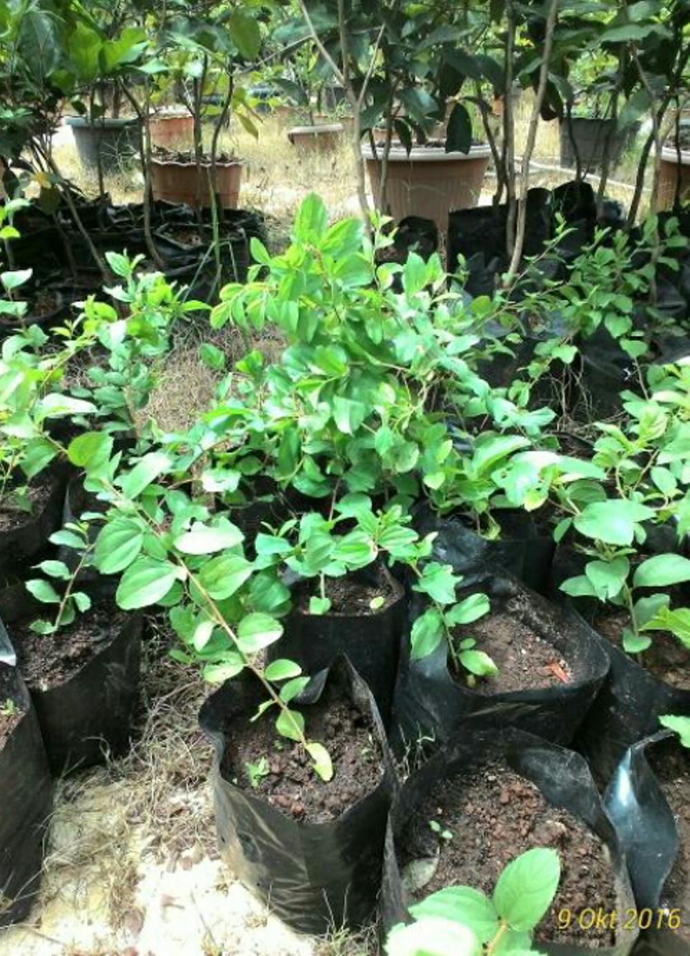Pohon Bidara Arab