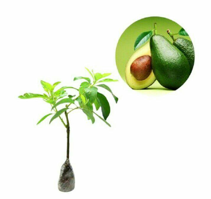Bibit alpukat jumbo