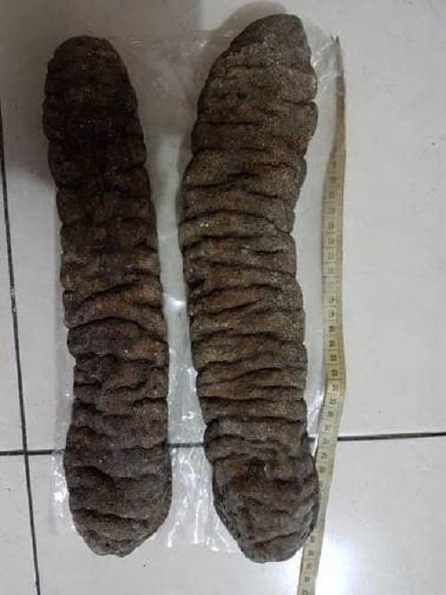 2pc Teripang jumbo panjang 36cm. haisom belitung