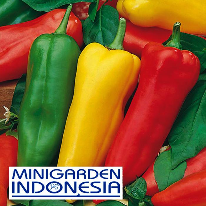 3 Benih Cabai rawit besar Romano F1 mr fothergills hibrida bibit tanaman sayur sayuran cabe