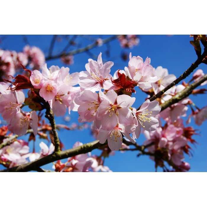 Best Seller!!! Bibit / Benih / Seed Pohon Sakura Tree Prunus Sargentii Sargent Cherry Unik Murah Minimalis