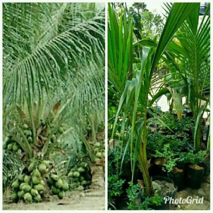 Bibit Kelapa Pandan Wangi