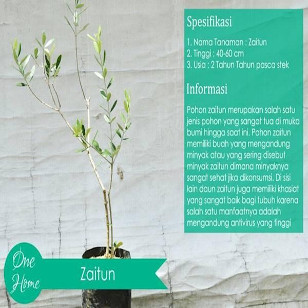 Pohon Ribuan Tahun(Zaitun)