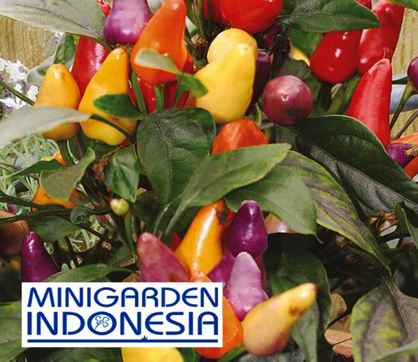 2 Benih cabe rainbow ornamental F1 (Hot) Razzamatazz Mr Fotehrgils Bibit Tanaman Sayuran Cabai
