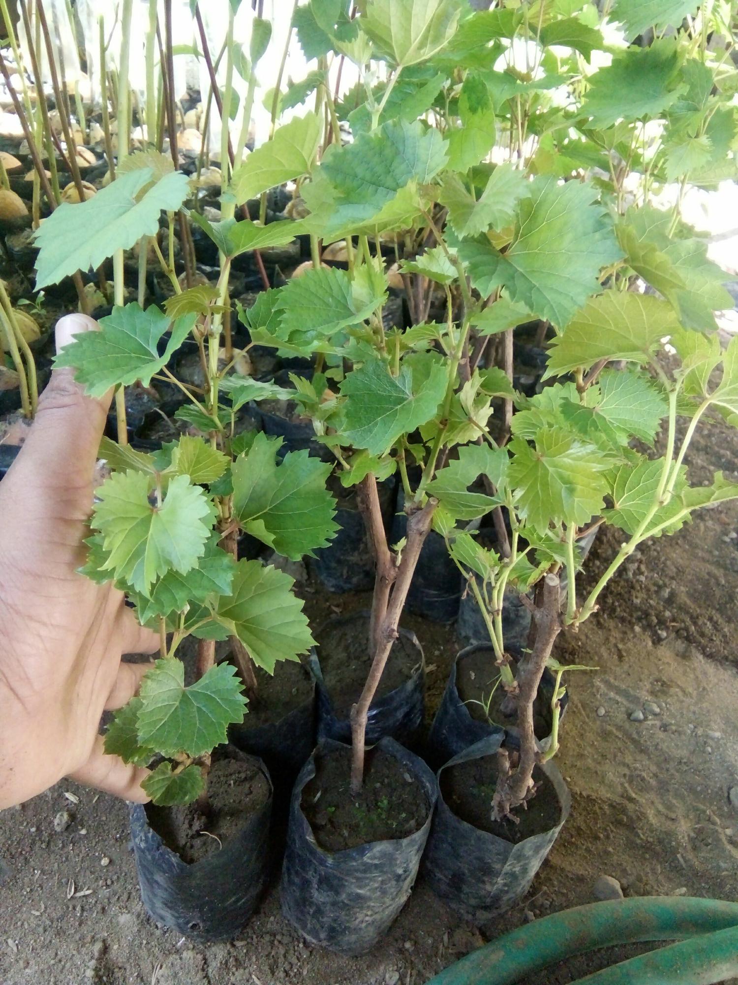bibit anggur carolin