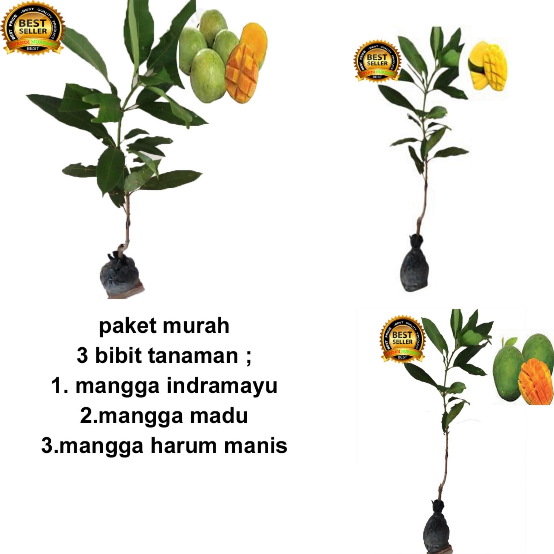 PAKET 3 BIBIT TANAMAN MANGGA INDRAMAYU-MADU -ARUM MANIS