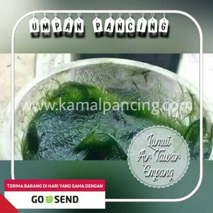 UMPAN PANCING LUMUT SAWAH / EMPANG - IDXwxQ