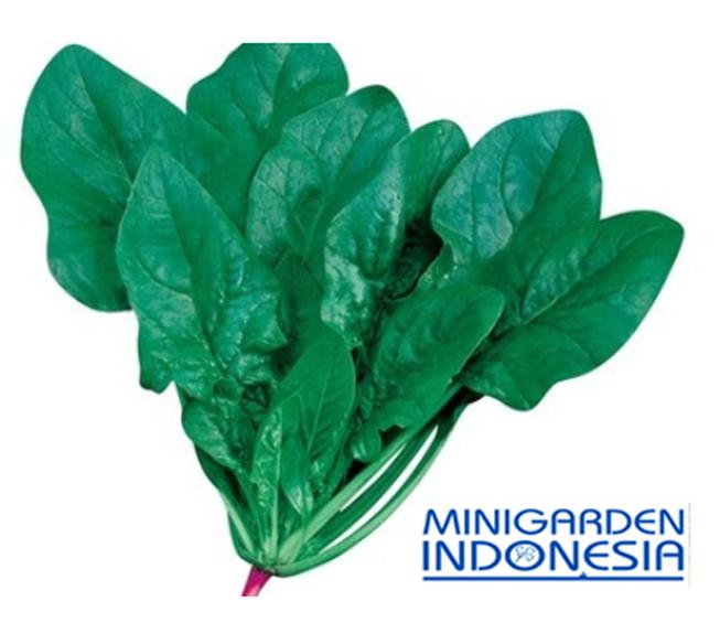 20 benih bayam hijau horenso F1 import jepang bibit tanaman sayur sayuran hidroponik