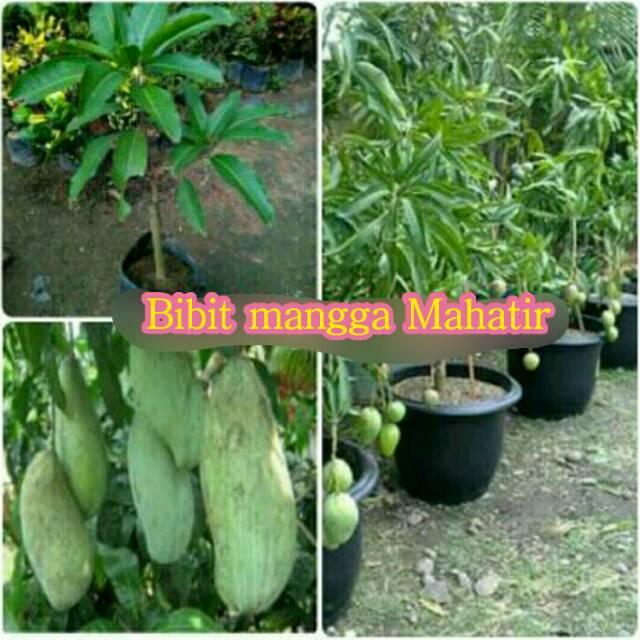 BIBIT BUAH MANGGA MAHATIR SUPER UNGGUL