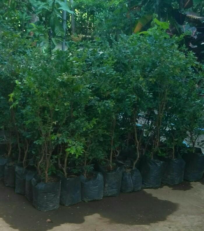 Bibit Tanaman Buah Anggur Brazil / Jaboticaba