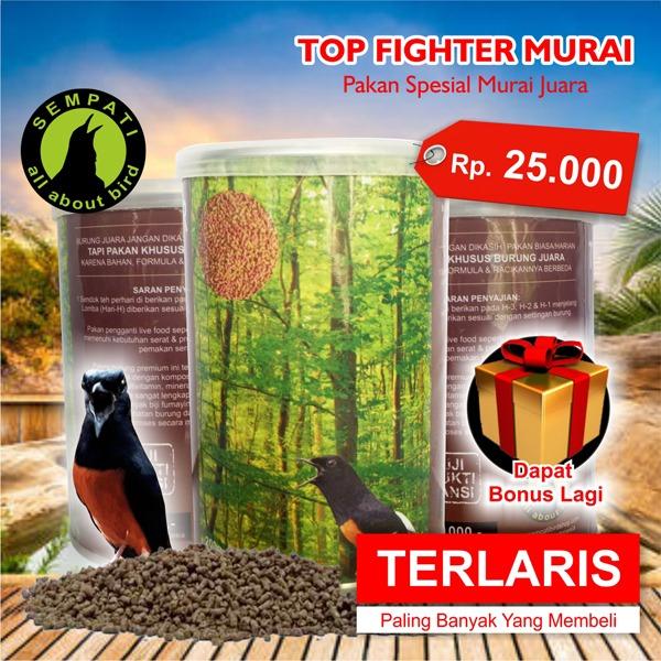 Top Fighter Murai Batu Sempati Pakan Lomba Burung Juara Berkicau Suara Gacor Rajin Bunyi Kristal
