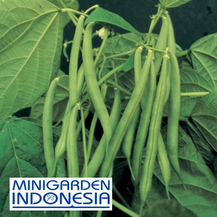 40 Benih Sayuran Buncis F1 Bibit Biji Tanaman Sayuran