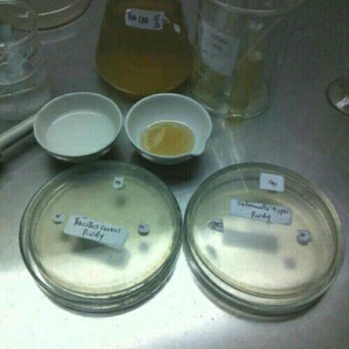 Best Promo! Jual biakan bakteri dan jamur ATCC penelitian