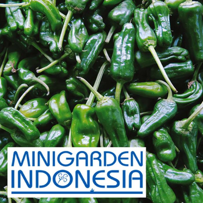 benih cabai rawit PEPPER (Hot) Padron F1 FOTHERGILLS bibit sayur sayuran cabe hijau import