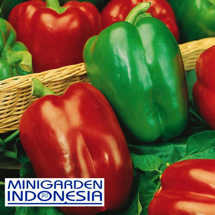 4 Benih paprika (Sweet) California Wonder F1 Mr. Fothergills Bibit Tanaman cabe cabai